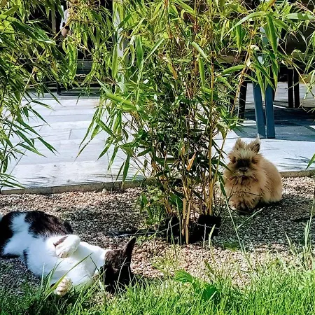 Lumax דירה גריפיצה